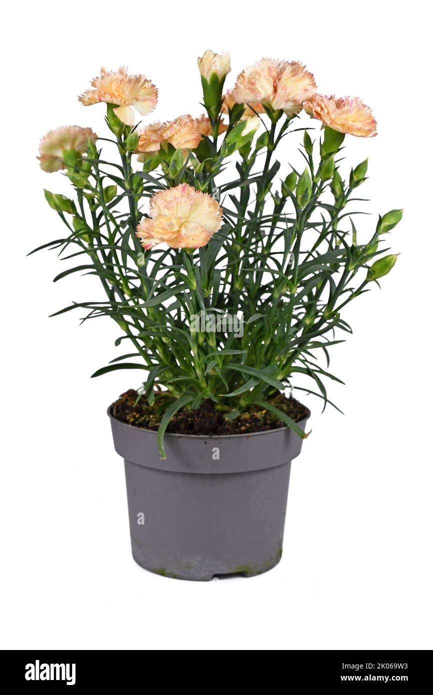 Orangefarbene 'Dianthus Caryophyllus'-Blüten auf weißem Hintergrund Stockfoto