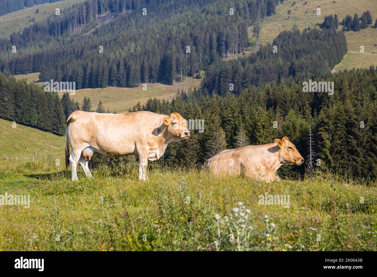 Viehzucht mit Kühen in einer idyllischen Berglandschaft in Österreich Stockfoto