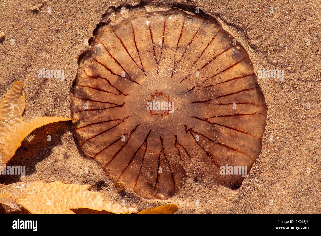 Quallen-Kompass (Chrysaora hyssoscella) Stockfoto