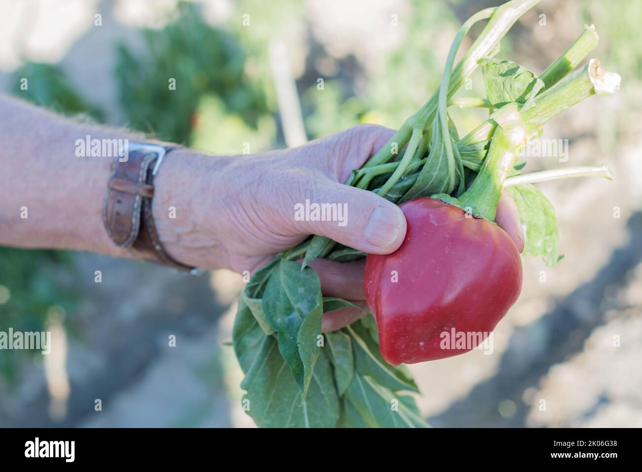 Die Hand eines älteren Menschen nimmt einen frisch gepflückten roten Pfeffer aus seinem Obstgarten Stockfoto