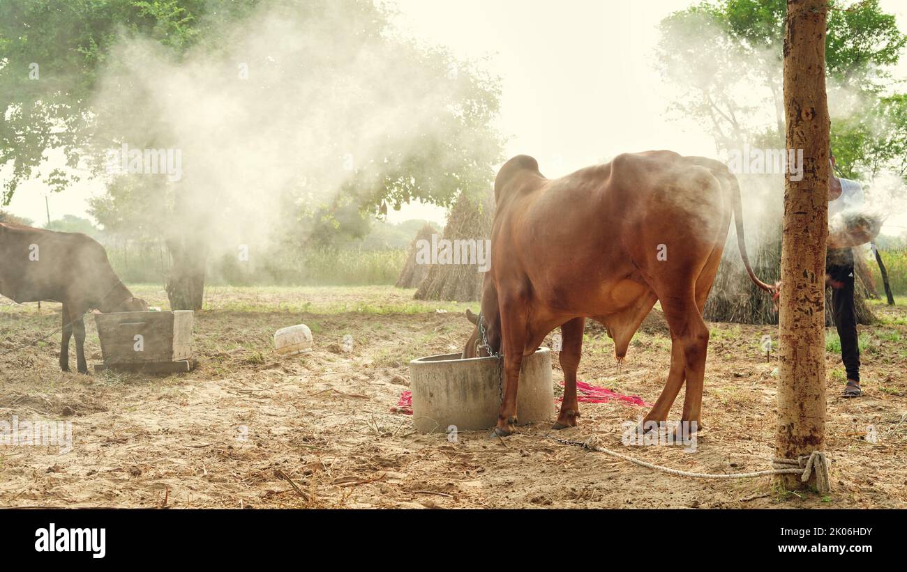 Der indische Bauer verbrennt Neembaumblätter, um seine Kühe vor der klumpigen oder lampi-Krankheit zu retten. Vorsorge für klumpige Krankheit. Stockfoto