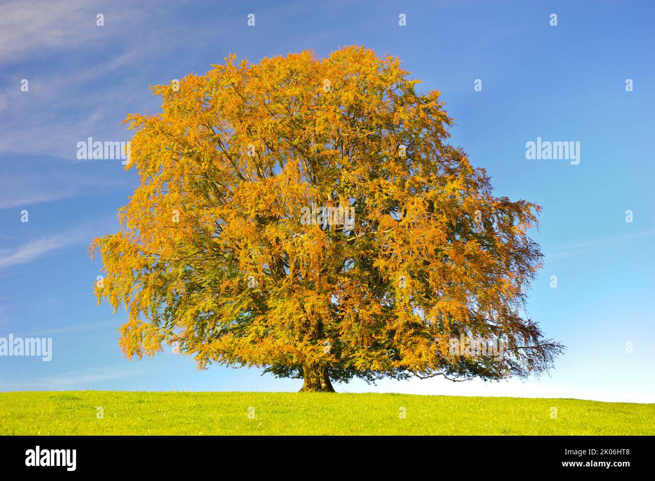 einzigen großen Buche im Herbst Stockfoto