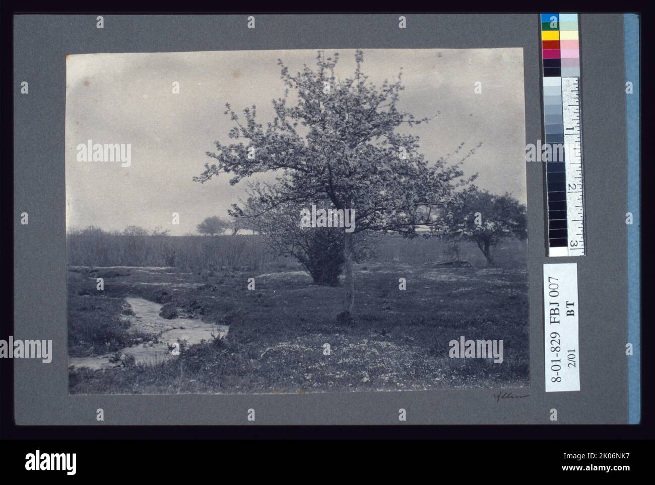 Im Mai c1900. Landschaftsfoto mit einem Feld mit einem Bach, Bäumen und Sträuchern. Stockfoto