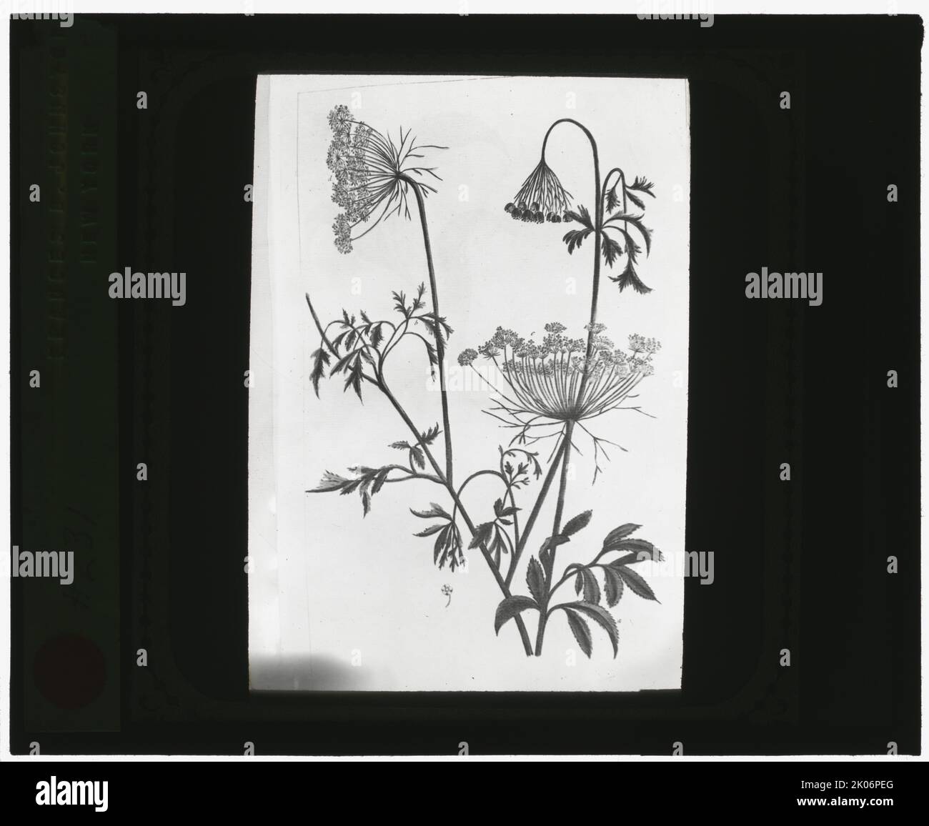 Reproduktion des Drucks mit der Spitze von Königin Anne (Daucus carota), zwischen 1915 und 1925. Stockfoto