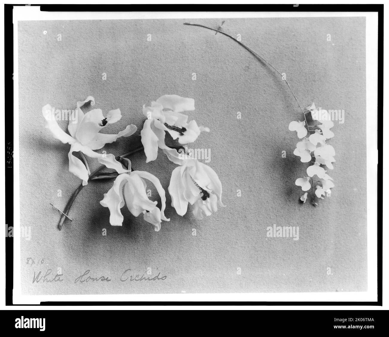 Orchideen des Weißen Hauses, zwischen 1889 und 1906. Stockfoto