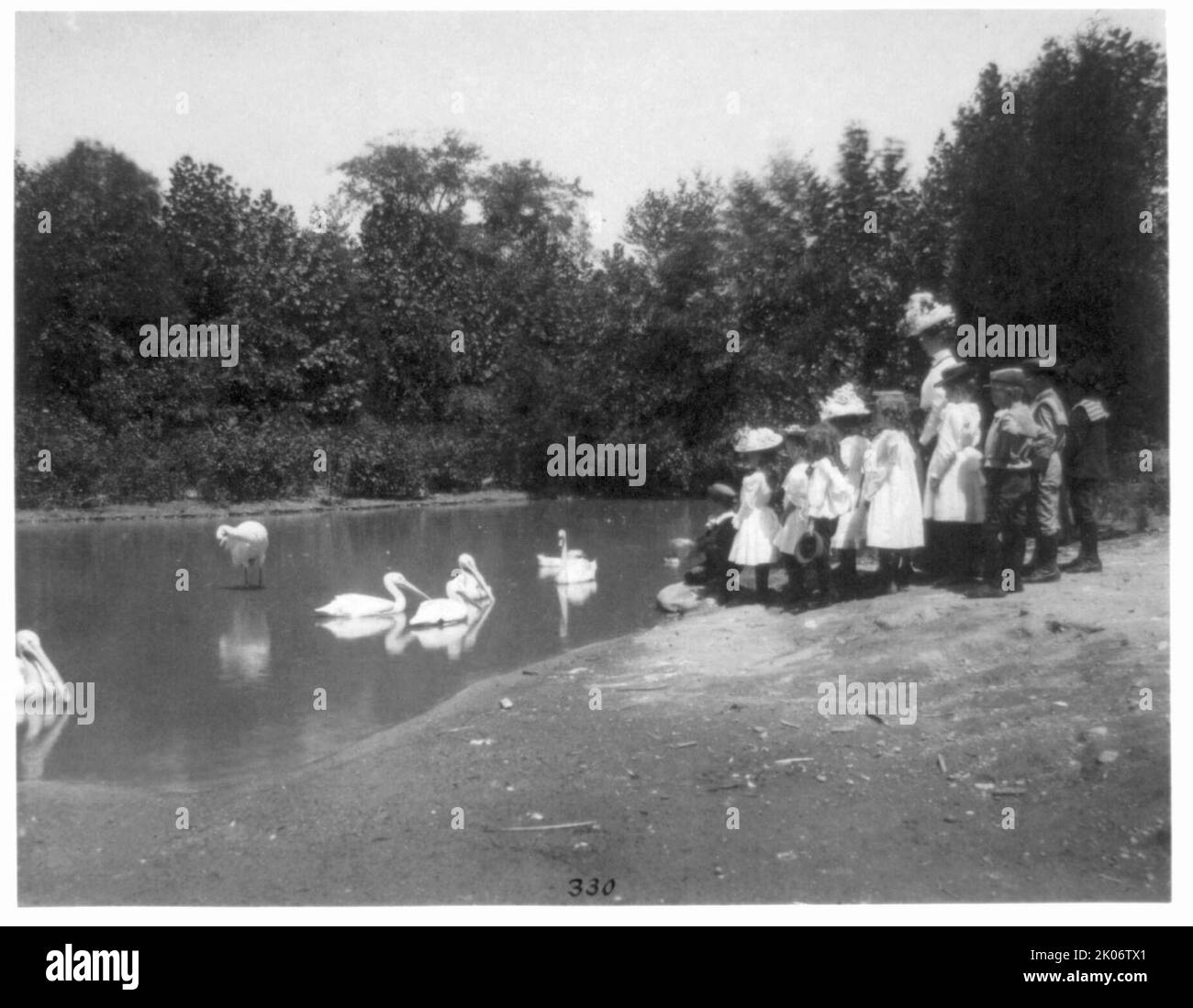 Gruppe von Schulkindern, die Pelikane und Schwäne im National Zoo (?), Washington, D.C., betrachten (1899?). Stockfoto