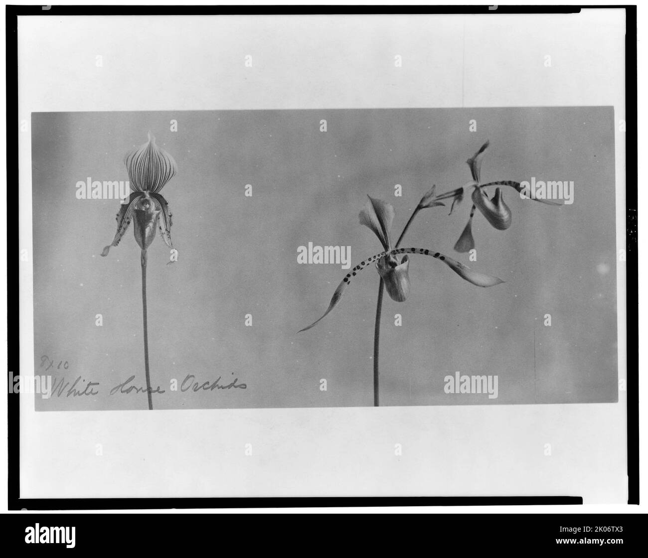 Orchideen des Weißen Hauses, zwischen 1889 und 1906. Stockfoto