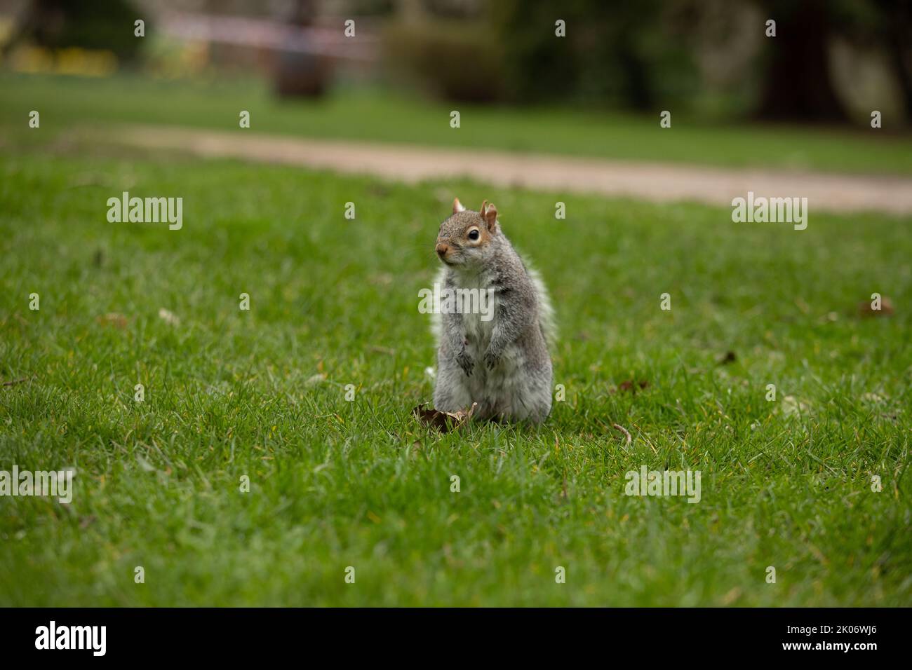 Nahaufnahmen von einem Grauhörnchen, das in einem Park auf dem Boden gefressen und Erdnüsse gegessen hat Stockfoto