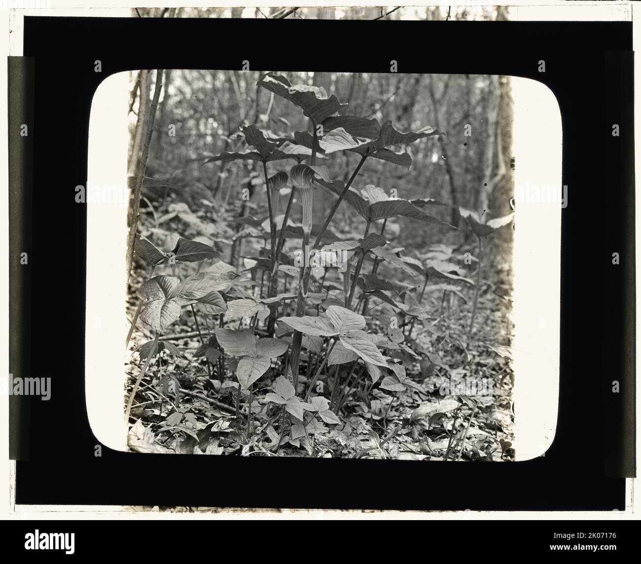 Pine barrens, in der Nähe von Wilmington, North Carolina, 1929. [Jack-in-the-Pulpit (Arisaema triphyllum)]. Stockfoto