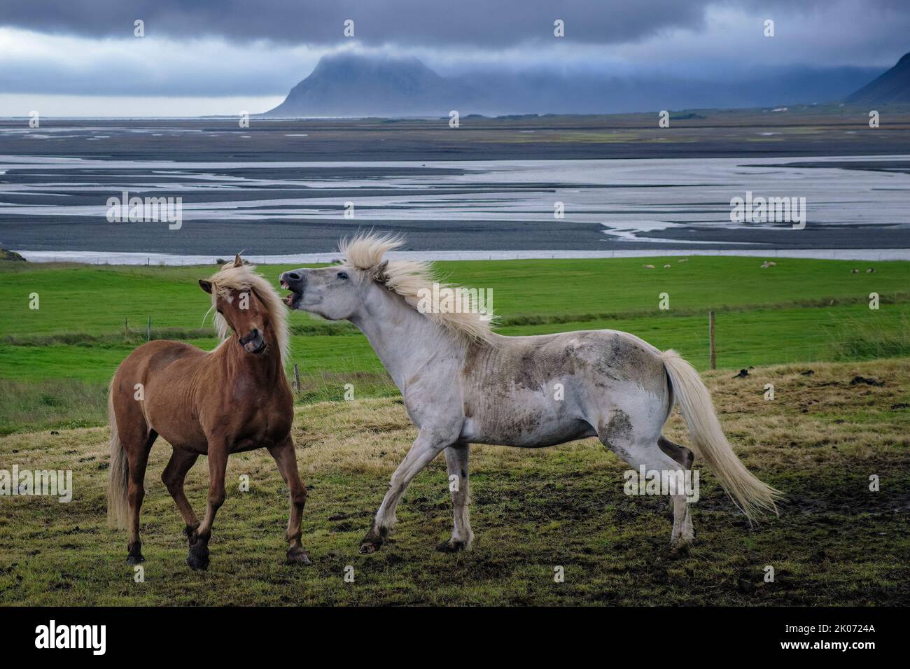 Islandpferde auf der Brekka í Lóni Farm, Stafafell, mit der Klifatindur-Bergkette im Hintergrund, bei Hofn, Island Stockfoto