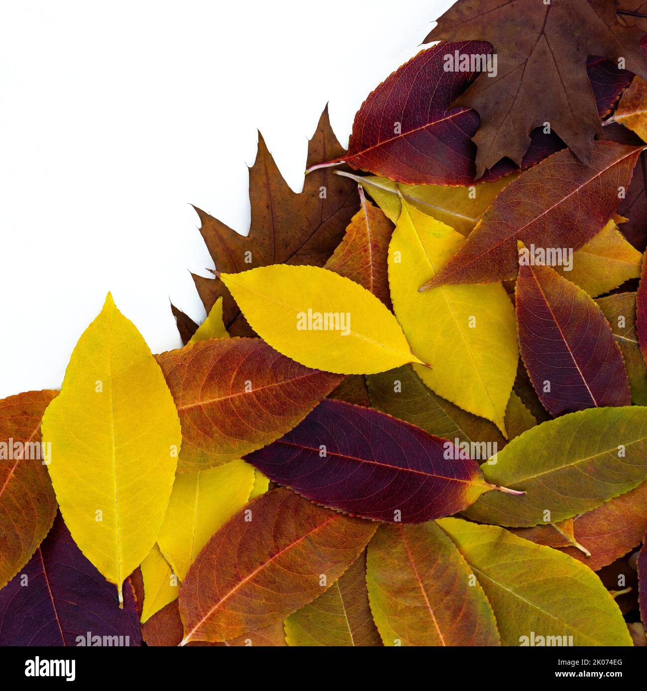 Herbst floralen Hintergrund mit hellen bunten schönen gefallenen Blättern Stockfoto