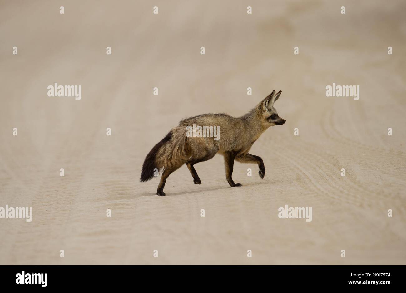 Fledermausohr-Fuchs (Otocyon megalotis) Kgalagadi Transfrontier Park, Südafrika Stockfoto