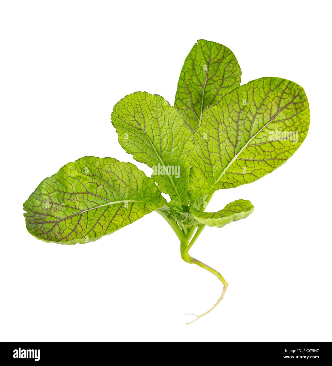 Rai Senfpflanze ist auch bekannt als der schwarze Senf oder Brassica. studiofoto auf weißem Hintergrund. Stockfoto