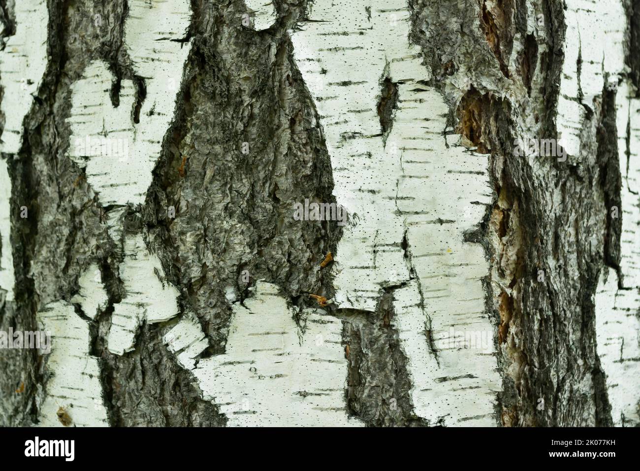 Birkenrinde Textur natürlicher Hintergrund Papier Nahaufnahme, Birkenholz Textur, Birkenrinde, Muster aus Birkenrinde, Birkenrinde Nahaufnahme, natürlich Stockfoto
