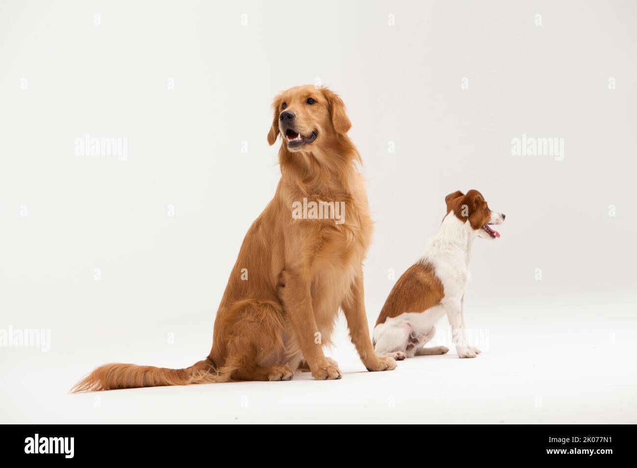 Zwei Hunde im Studio mit weißem Hintergrund fotografiert Stockfoto