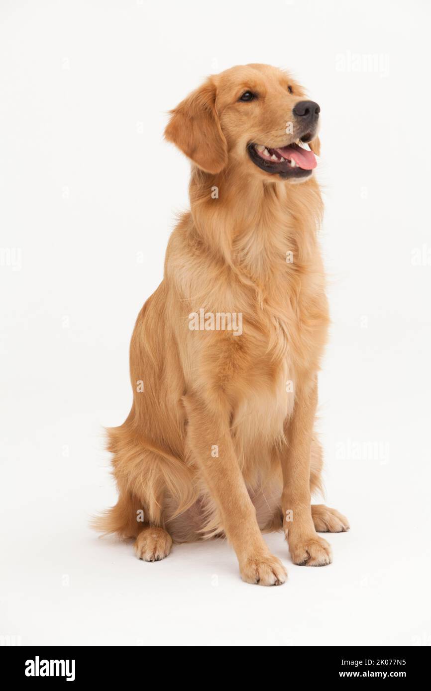 Ein Golden Retriever Hund auf weißem Hintergrund Stockfoto