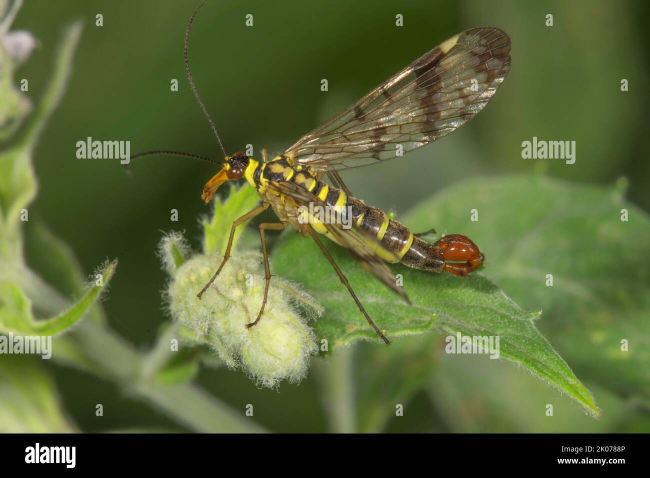 Gemeine Skorpionfliege (Panorpa communis) Männchen auf Pferdeminze (Mentha longifolia), Baden-Württemberg, Deutschland Stockfoto