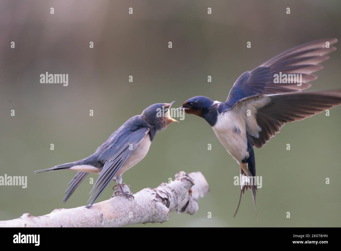 Stallschwalbe (Hirundo rustica), ein ausgewachsener Vogel, der einen flüggen Jungvögel füttert, Deutschland Stockfoto