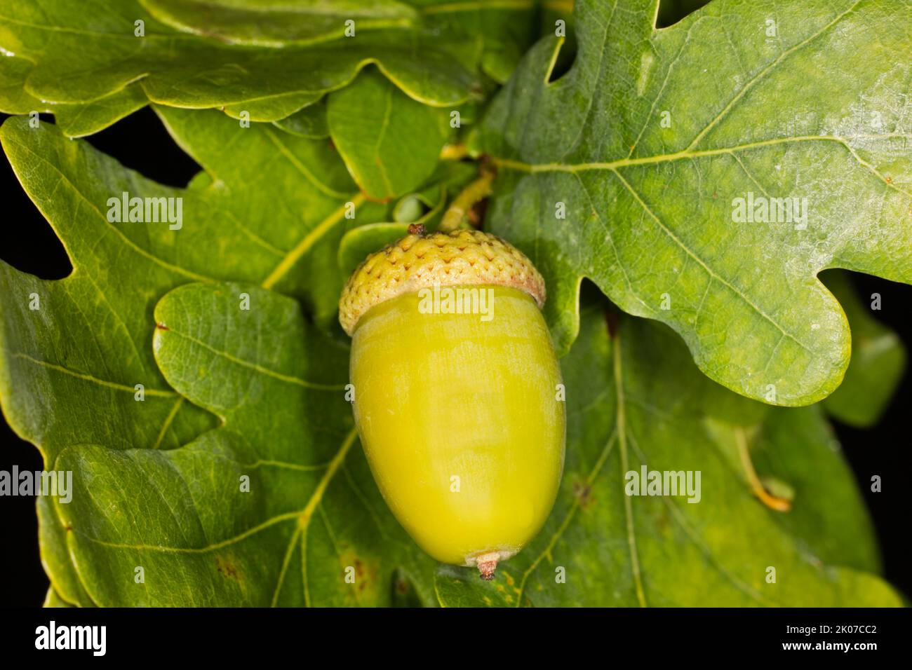 Eichel mit Blättern, Frucht einer Eiche (Quercus), Berlin, Deutschland Stockfoto