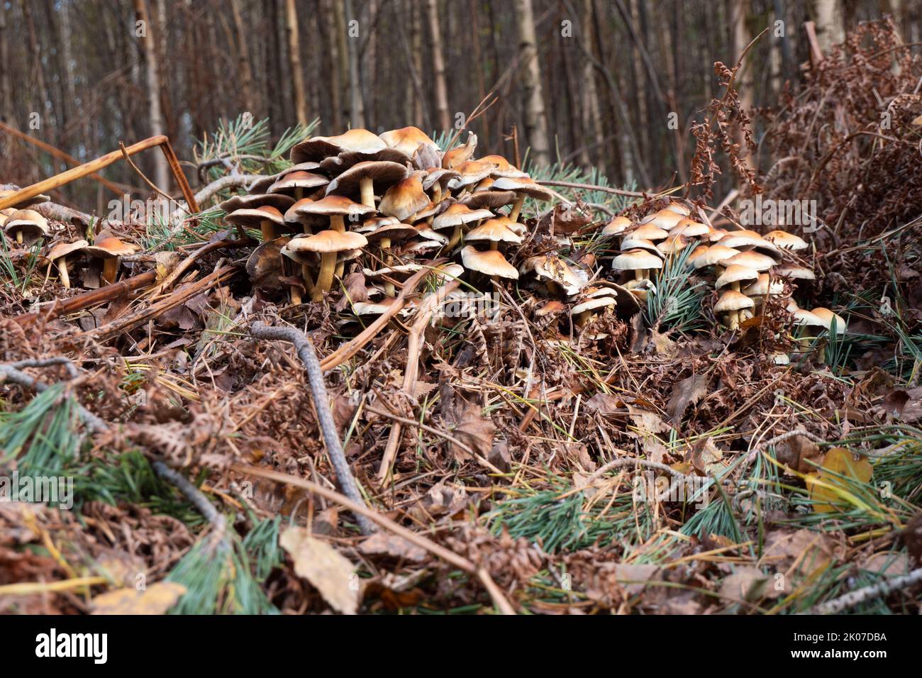 Der Pilz gemeiner Schwefelkopf oder im lateinischen Hypholoma fasciculare in einer großen Gruppe auf verwelkten Blättern und Ästen im Herbst Stockfoto