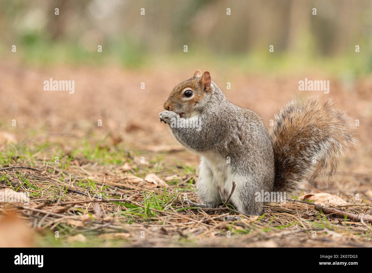 Nahaufnahmen von einem Grauhörnchen, das in einem Park auf dem Boden gefressen und Erdnüsse gegessen hat Stockfoto