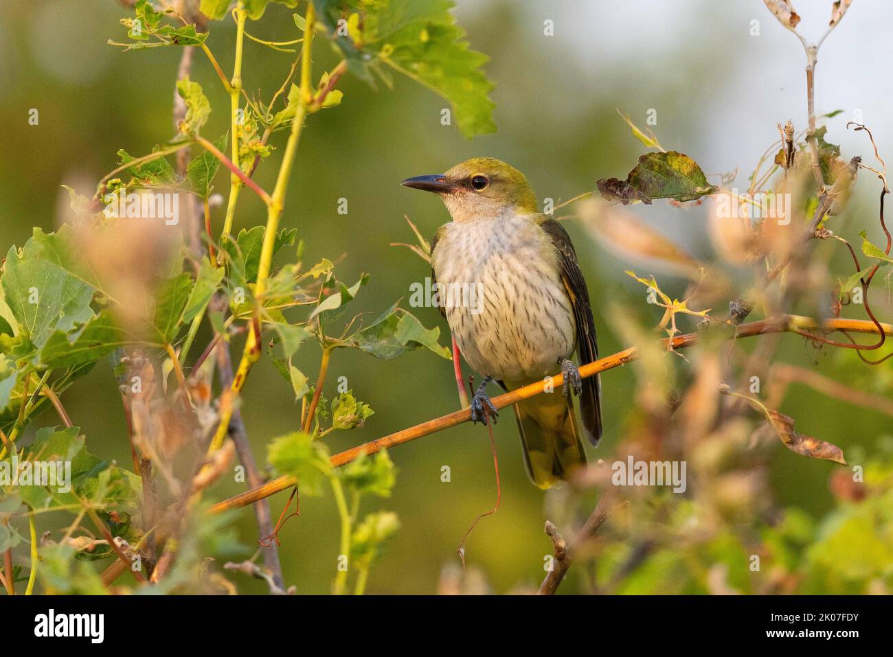 Eurasischer Goldener Oriol (Oriolus oriolus), junger Vogel, Biosphärenreservat Donaudelta, Rumänien Stockfoto