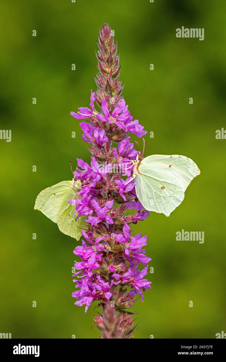 Zitronenfalter (Gonepteryx rhamni) sammeln Nektar, Purpurstreif (Lythrum salicaria), bei Garstedt, Niedersachsen, Deutschland Stockfoto