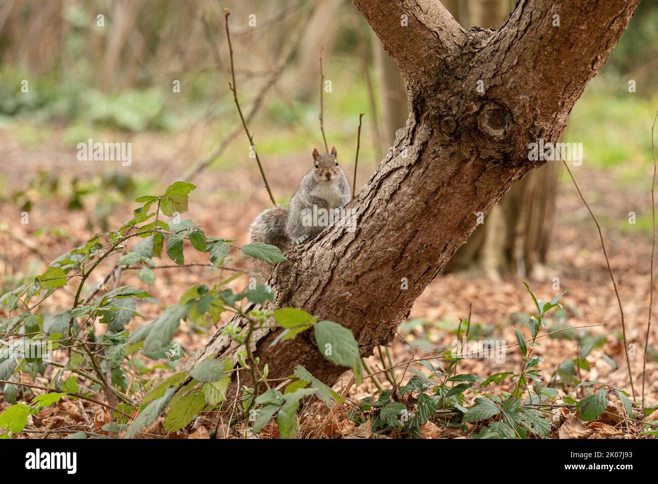Graues britisches Eichhörnchen, das in einer natürlichen Umgebung in einem Baum sitzt und die Kamera anschaut Stockfoto