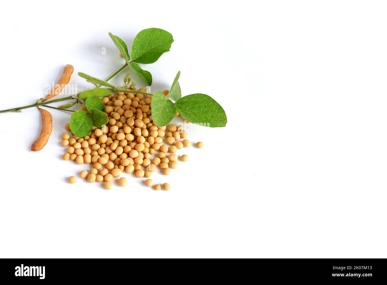 Glycin max Soja. Eine frische grüne Pflanze mit Stiel, Blättern, Hülsen, Bohnen und reifen Körnern Stockfoto