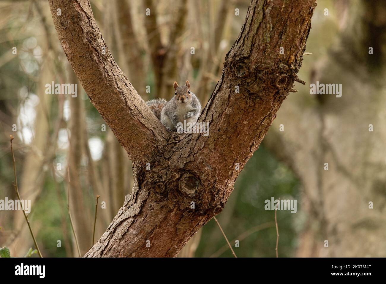 Graues britisches Eichhörnchen, das in einer natürlichen Umgebung in einem Baum sitzt und die Kamera anschaut Stockfoto
