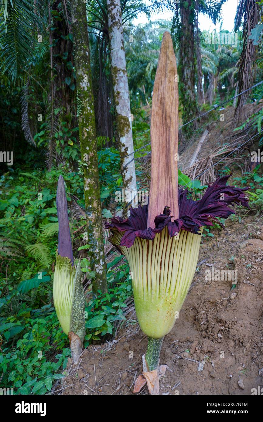 Amorphallus titanum, der titan arum, ist eine blühende Pflanze aus der Familie der Araceae. Es hat den größten unverzweigten Blütenstand der Welt. Stockfoto