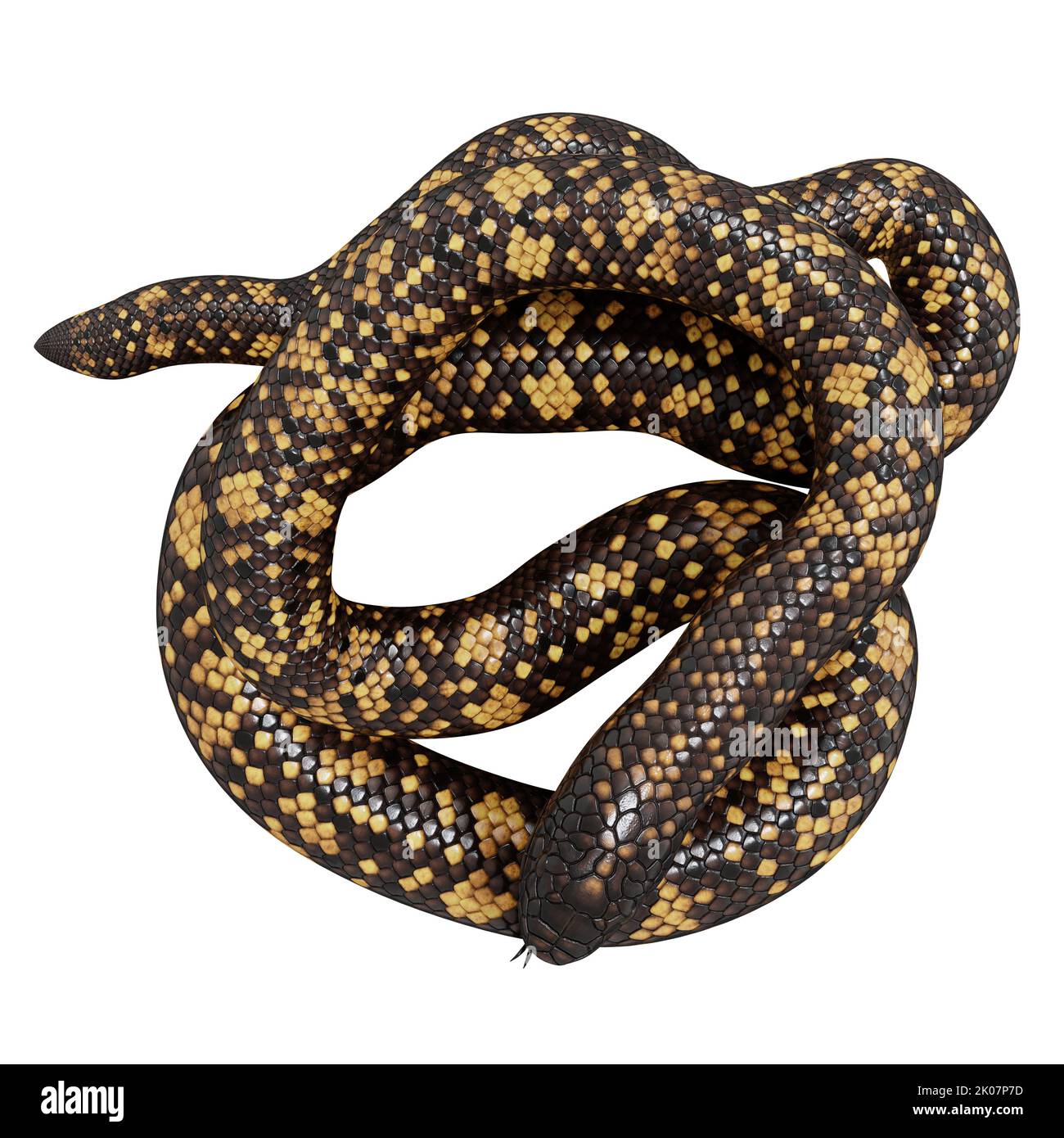 Calabar Python 3D-Illustration Stockfoto