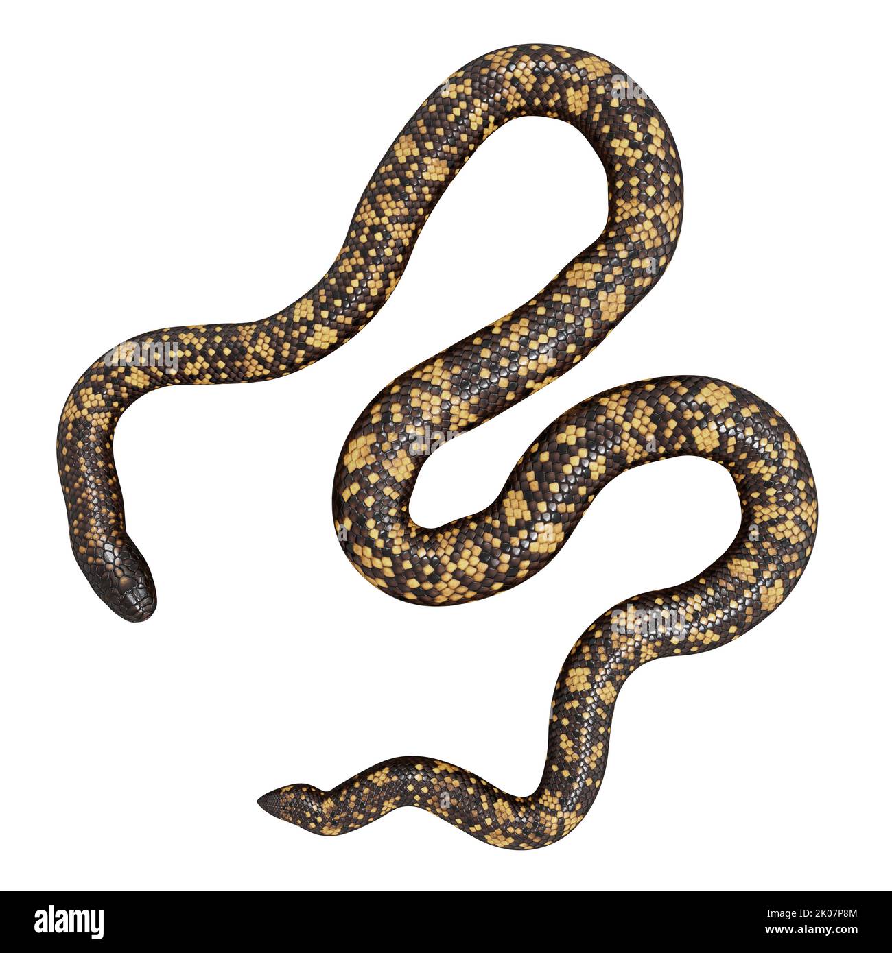 Calabar Python 3D-Illustration Stockfoto