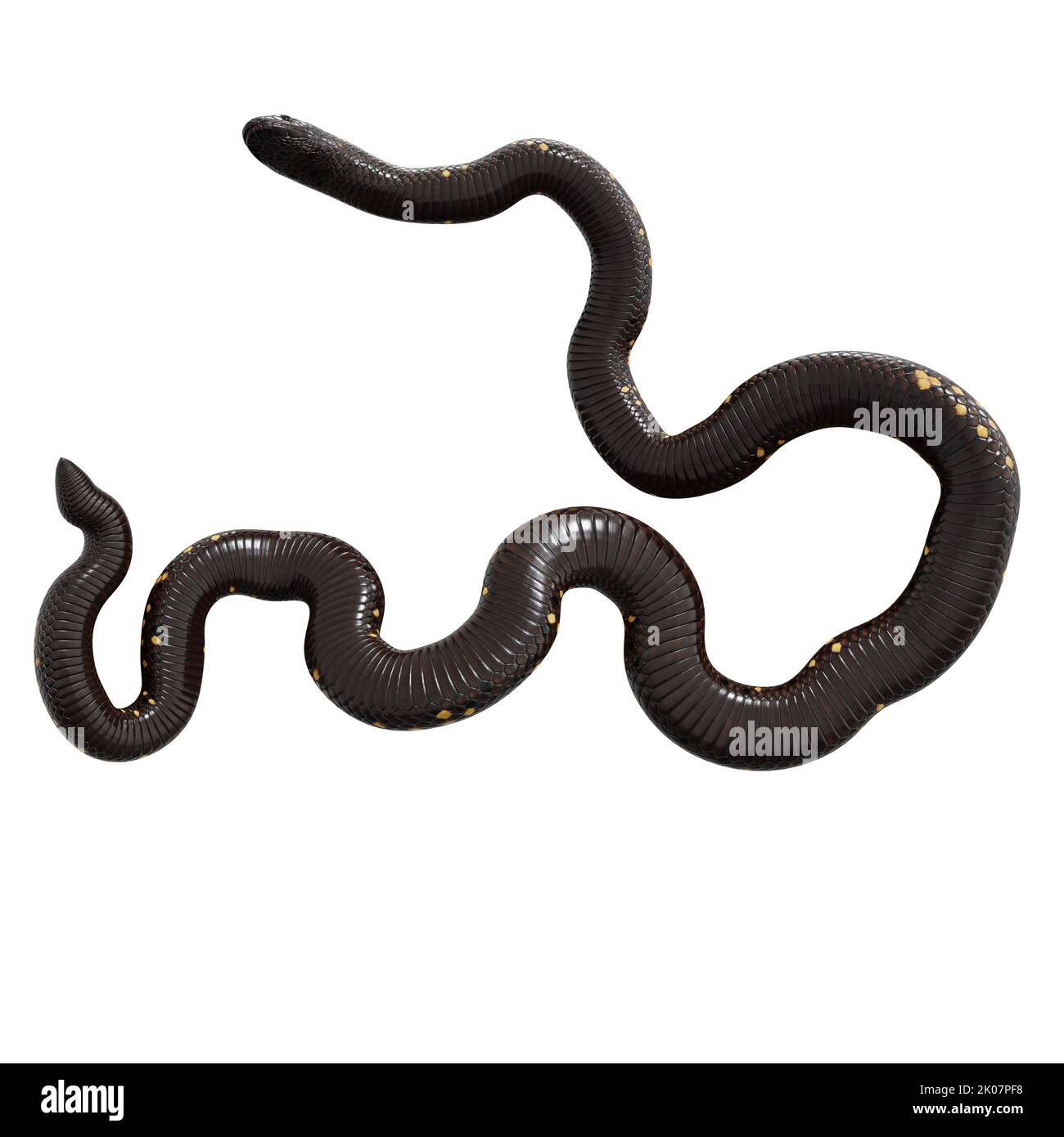 Calabar Python 3D-Illustration Stockfoto