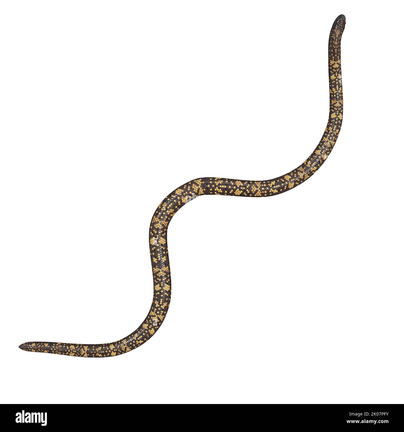 Calabar Python 3D-Illustration Stockfoto