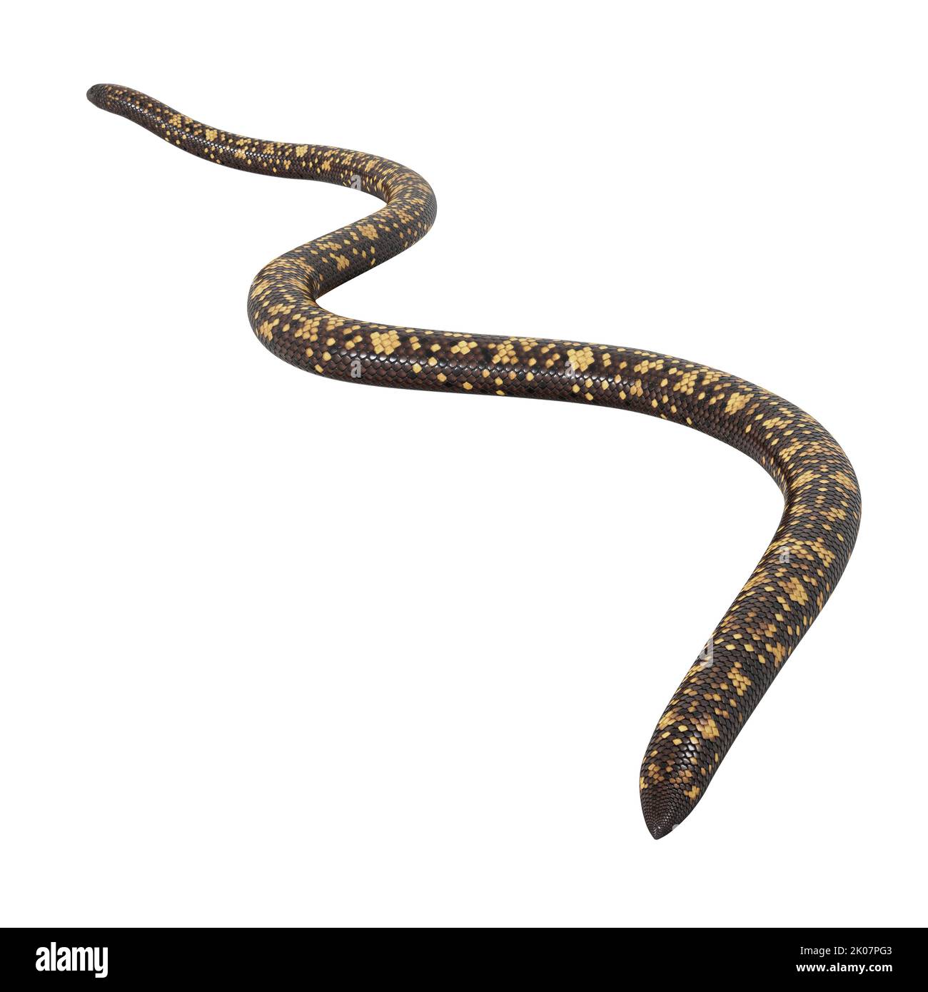 Calabar Python 3D-Illustration Stockfoto