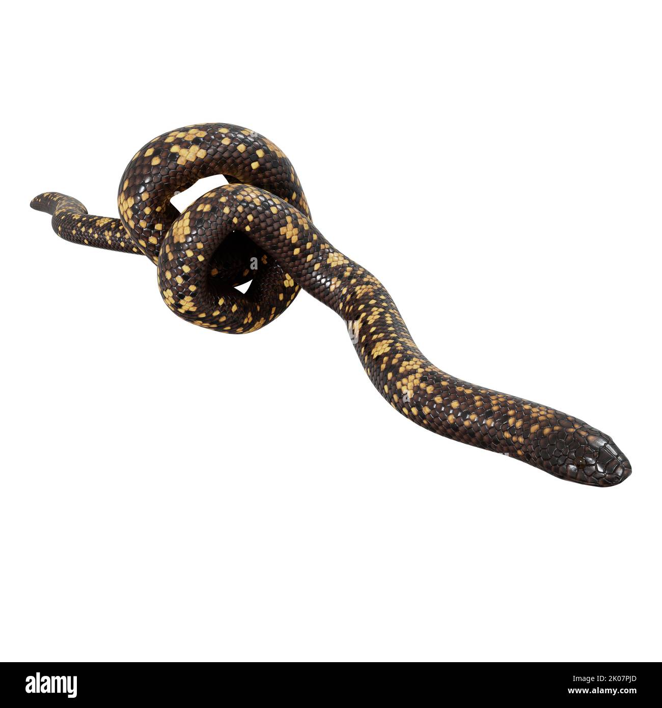 Calabar Python 3D-Illustration Stockfoto