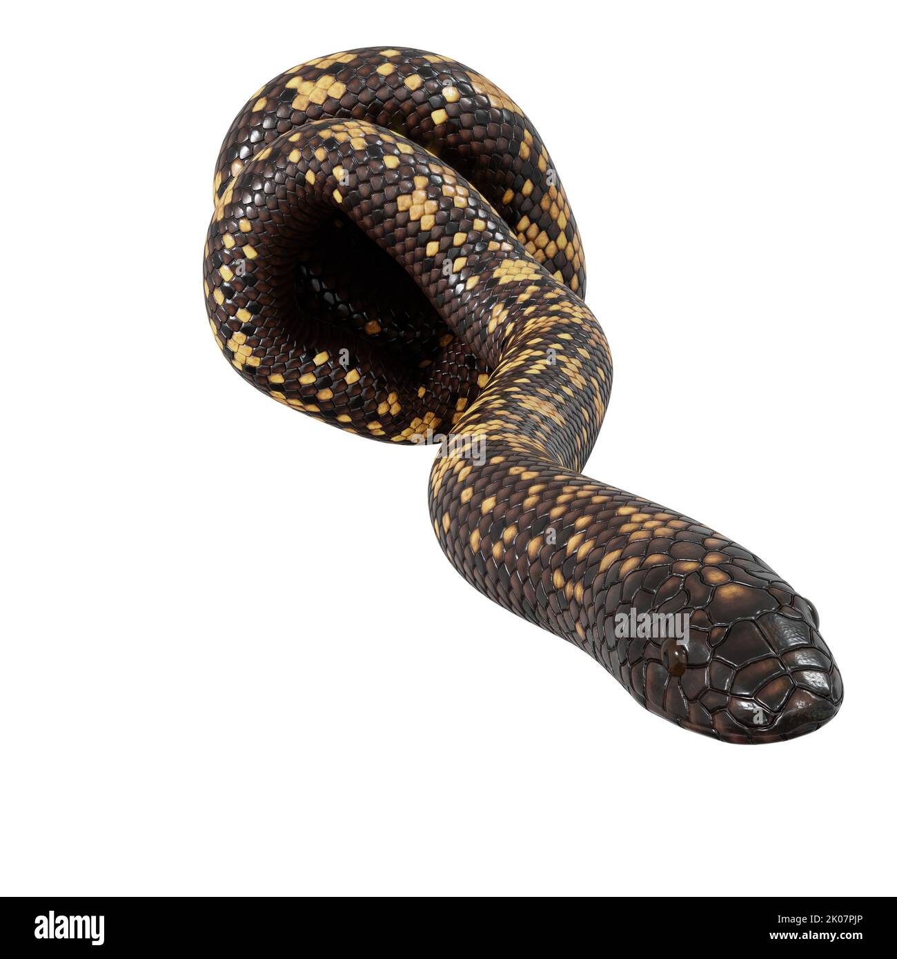 Calabar Python 3D-Illustration Stockfoto