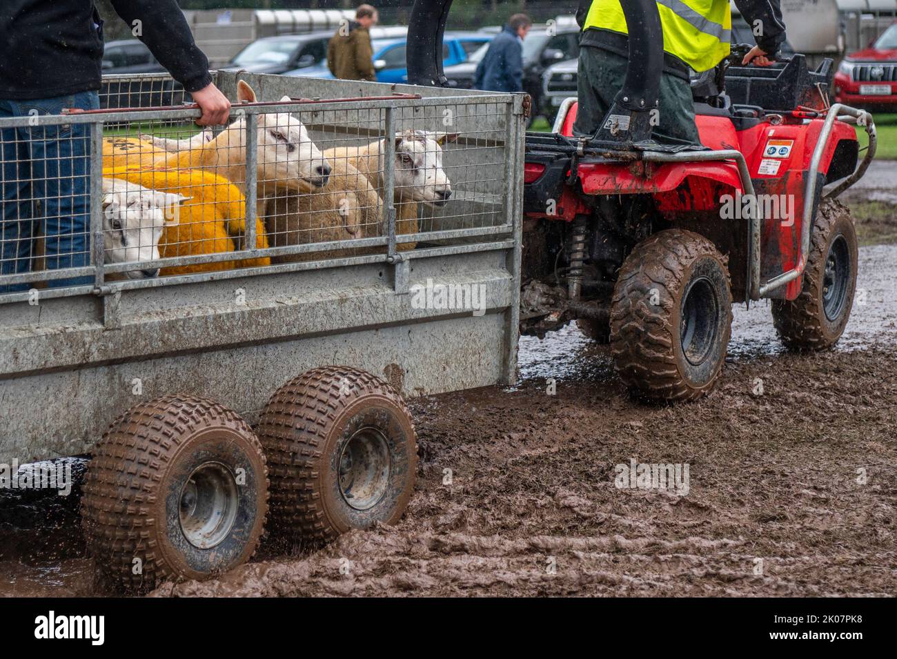 Kelso, Großbritannien. 09. September 2022. 9.. September 2022. Kelso, Border Union Showground, Scottish Borders. Der jährliche Kelso RAM Sales fand heute am Tag nach dem Tod von Königin Elizabeth statt, die Glocke wurde um 10am Uhr läutet, um eine zweiminütige Stille als Zeichen oder Respekt zu beginnen, bevor die Glocke erneut geläutet wurde, um den Verkauf zu beginnen. Das Wetter war heute für die Veranstaltung schlecht, und am Morgen regnete es. Das Bild zeigt, wie die verkauften Schafe nach dem heutigen starken Regen durch den Schlamm zu den neuen Besitzern geführt werden. PIC Credit: phil wilkinson/Alamy Live News Stockfoto