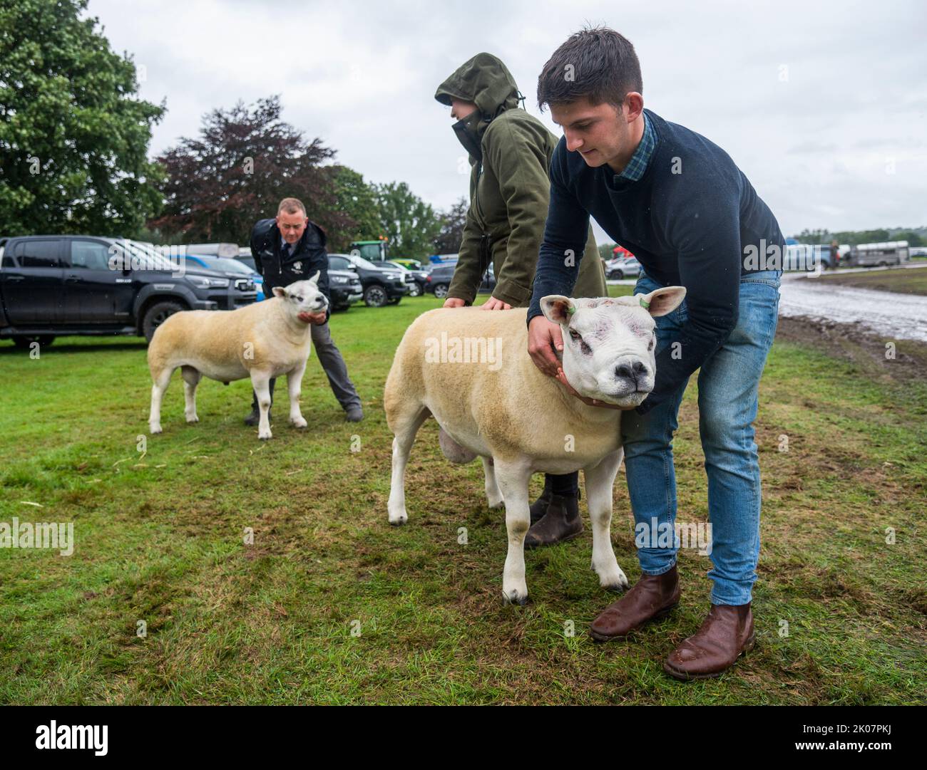 9.. September 2022. Kelso, Border Union Showground, Scottish Borders. Der jährliche Kelso RAM Sales fand heute am Tag nach dem Tod von Königin Elizabeth statt, die Glocke wurde um 10am Uhr läutet, um eine zweiminütige Stille als Zeichen oder Respekt zu beginnen, bevor die Glocke erneut geläutet wurde, um den Verkauf zu beginnen. Das Wetter war heute für die Veranstaltung schlecht, und am Morgen regnete es. Ben Wight abgebildet hält den Top-Preis RAM des Tages £52K. Ein Tele RAM von Midlock Farm in Crawford South Lanarkshire, im Besitz der Familie Wight, wurde heute zum Spitzenpreis von 52.000 £verkauft. PIC PHIL WILKINSON/Alamy Li Stockfoto