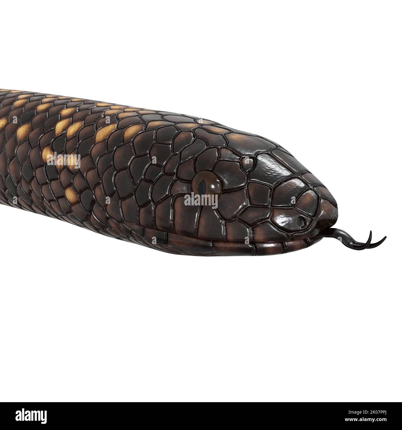 Calabar Python 3D-Illustration Stockfoto