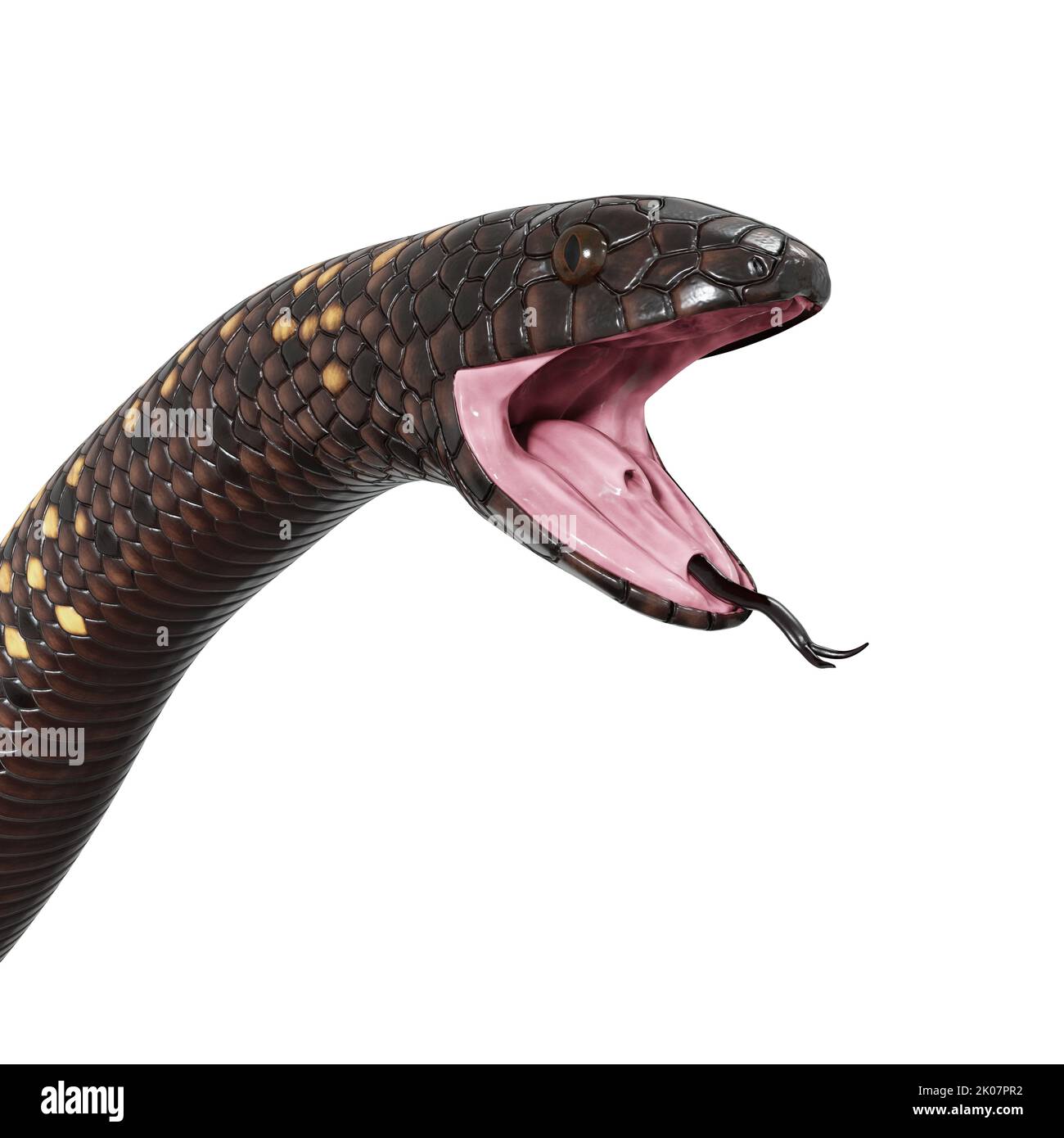 Calabar Python 3D-Illustration Stockfoto