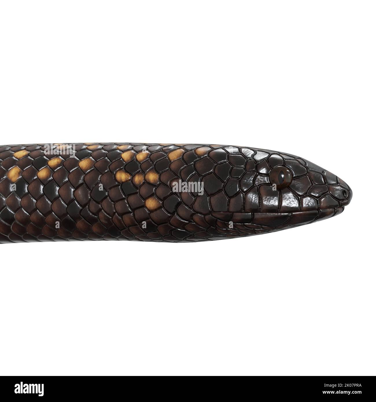 Calabar Python 3D-Illustration Stockfoto