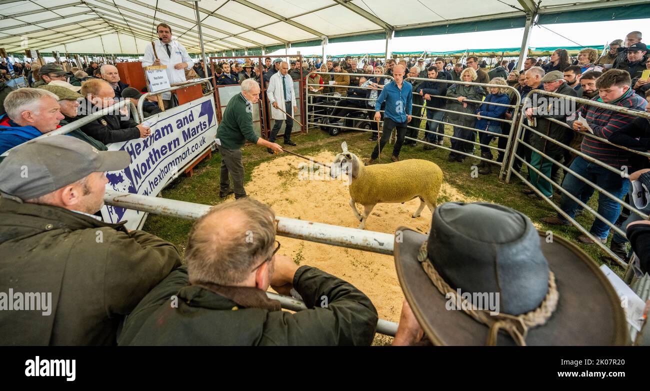 Kelso, Großbritannien. 09. September 2022. 9.. September 2022. Kelso, Border Union Showground, Scottish Borders. Der jährliche Kelso RAM Sales fand heute am Tag nach dem Tod von Königin Elizabeth statt, die Glocke wurde um 10am Uhr läutet, um eine zweiminütige Stille als Zeichen oder Respekt zu beginnen, bevor die Glocke erneut geläutet wurde, um den Verkauf zu beginnen. Das Wetter war heute für die Veranstaltung schlecht, und am Morgen regnete es. Blueface Leicester Schafe werden heute verkauft Pic Credit: phil wilkinson/Alamy Live News Stockfoto