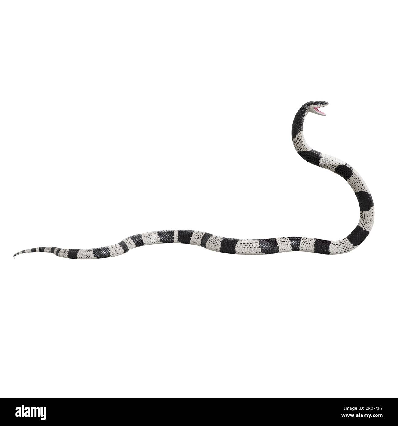 Malayan Krait 3D Illustration. Stockfoto