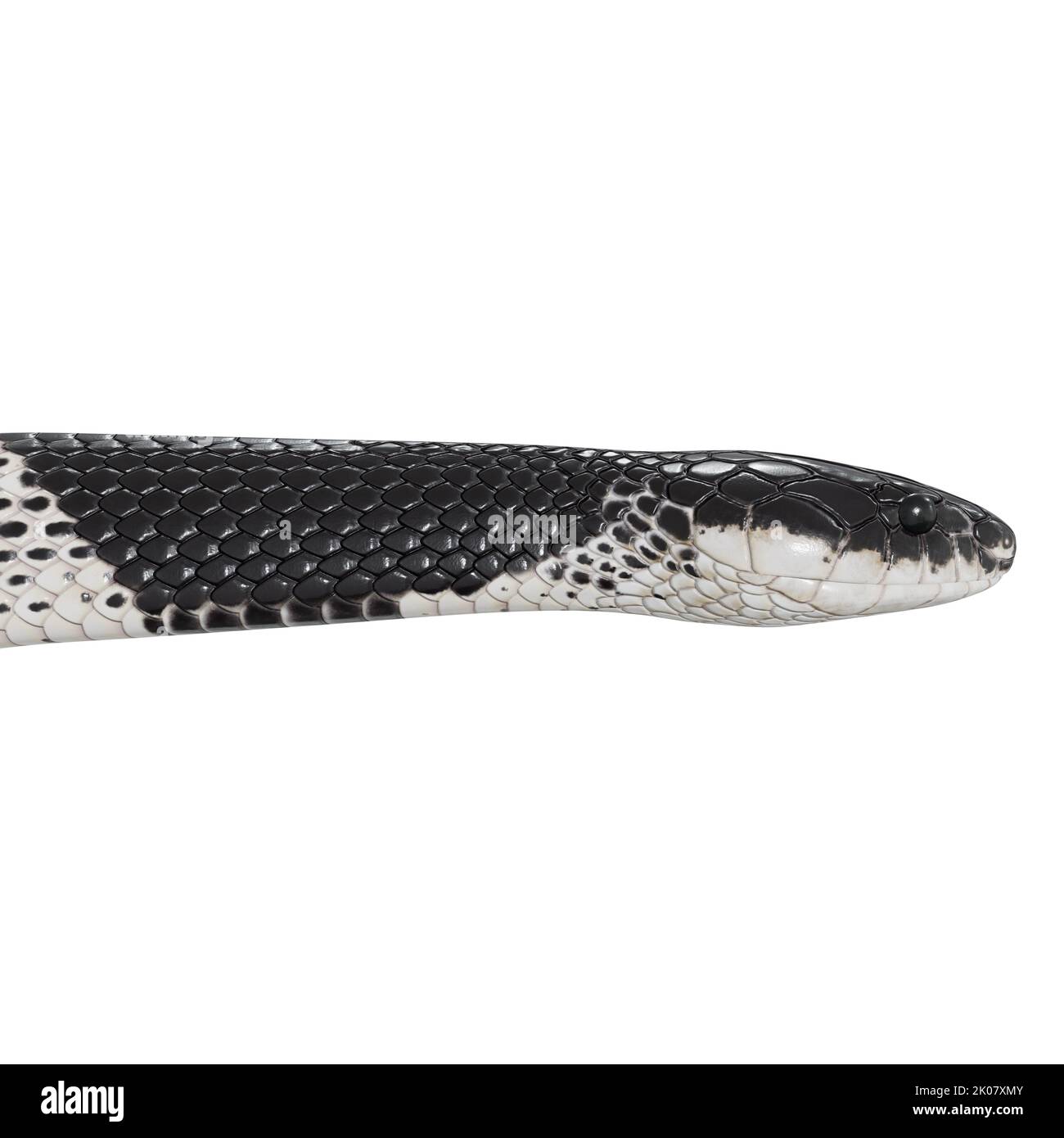 Malayan Krait 3D Illustration. Stockfoto