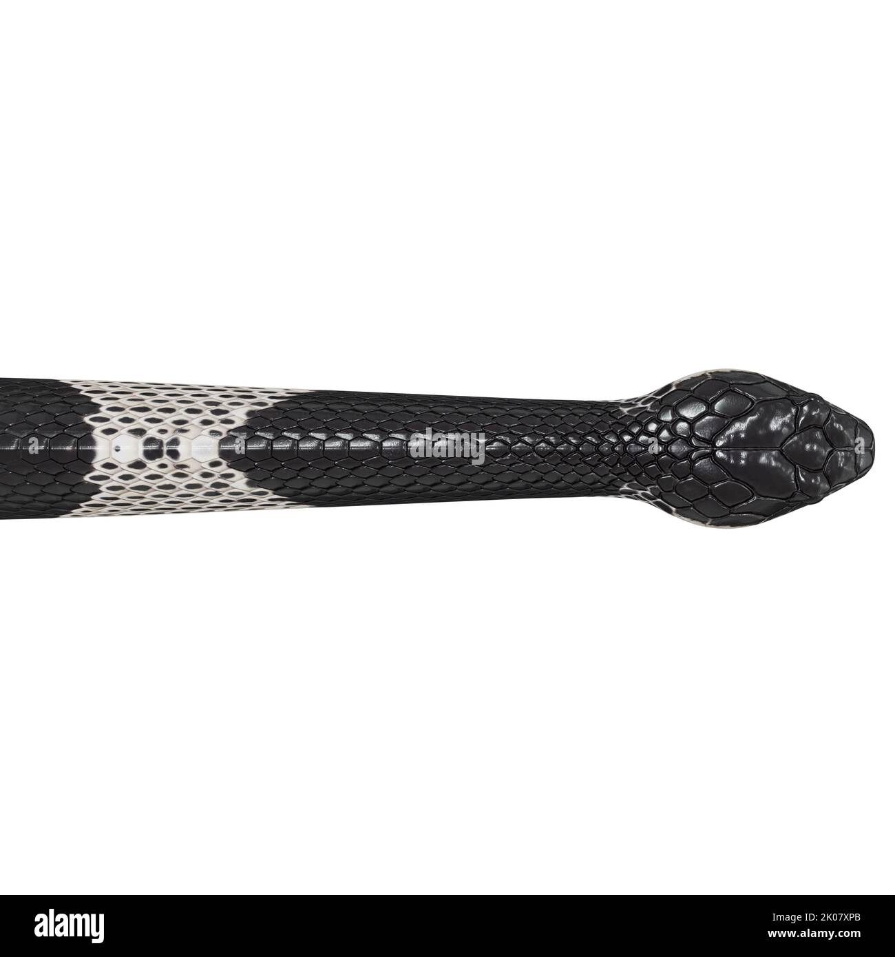 Malayan Krait 3D Illustration. Stockfoto