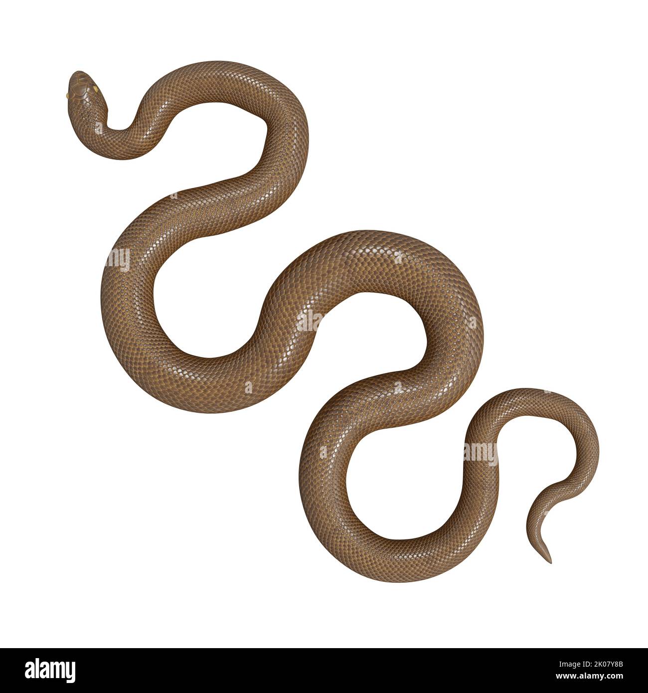 Malayan Krait 3D Illustration Stockfoto