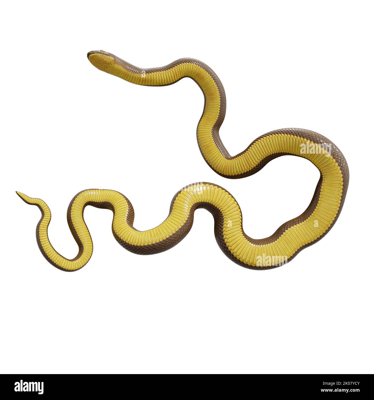 Malayan Krait 3D Illustration Stockfoto