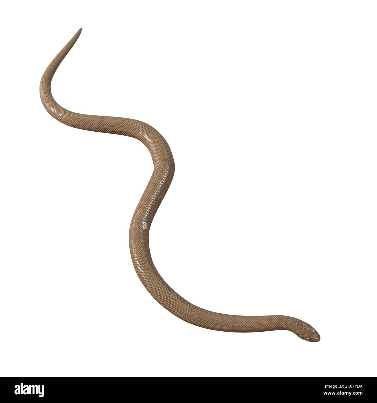 Malayan Krait 3D Illustration Stockfoto